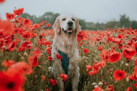 Canine Cottages, anjing pemenang