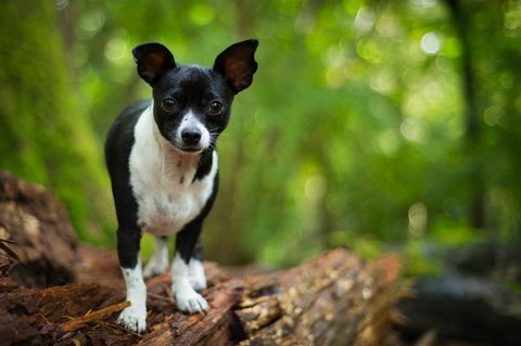 Jack Russell chihuahua berdiri di atas tunggul pohon