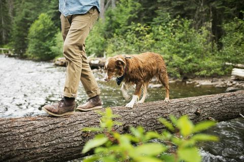 bagian bawah manusia berjalan dengan anjing di pohon tumbang di atas sungai