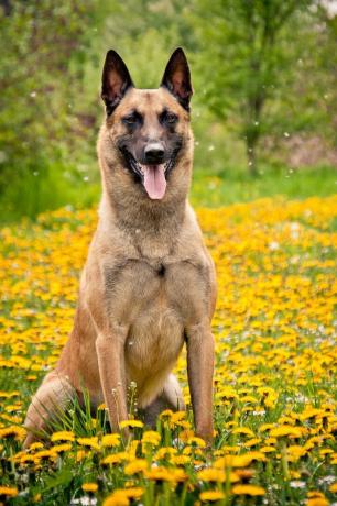 malinois Belgia