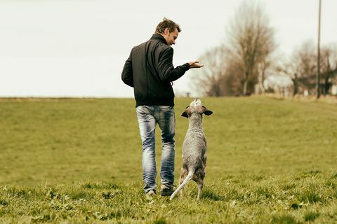Mendorong Anjing Peliharaan Membantu Mereka Menjadi Lebih Baik Dalam Memecahkan Masalah - Tips Pelatihan Anjing