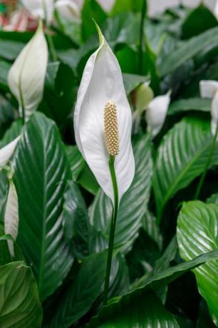 Spathiphyllum putih matang