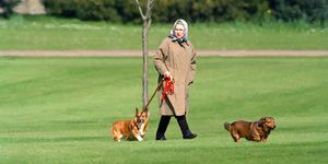 windsor, united kingdom 2 april queen elizabeth ii berjalan-jalan dengan anjingnya di kastil windsor, pada 2 april 1994 di windsor, united kingdom foto oleh julian parkeruk press via getty images