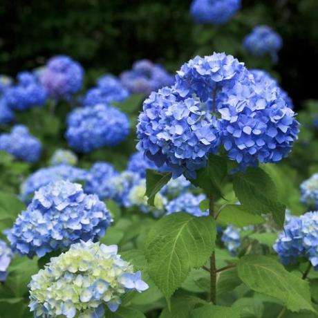 bunga hydrangea