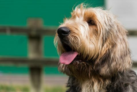 Otterhound melihat ke kiri