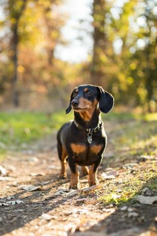 dachshund penasaran di luar ruangan