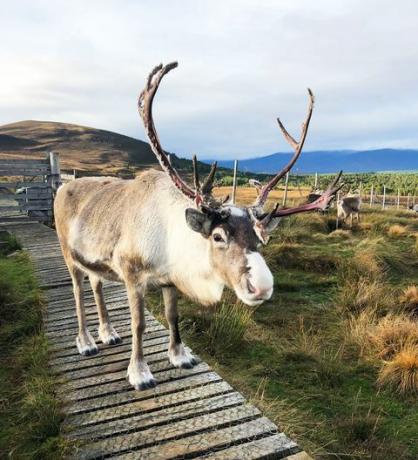 rusa kutub scotland