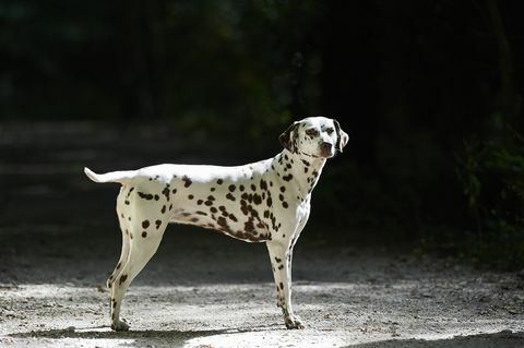 anjing dalmatian yang tampak sehat di luar ruangan berdiri di bawah sinar matahari