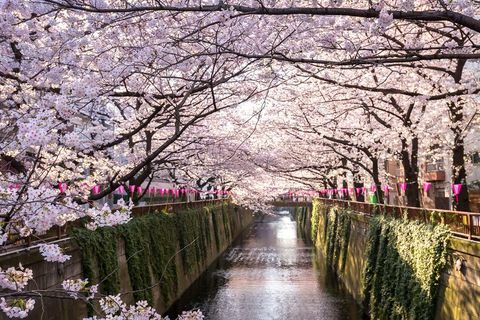 liburan bunga sakura ke Jepang