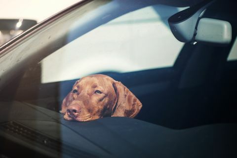 anjing sedih ditinggal sendirian di mobil terkunci