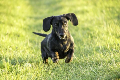 latihan dachshund mini