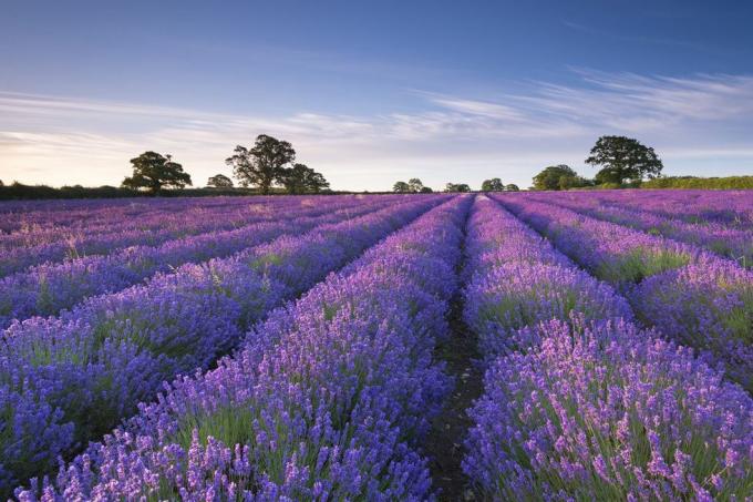 Biru, Tanaman, Ungu, Lavender, Pohon, Lapangan, Pertanian, Ungu, Pertanian, Lavender, 