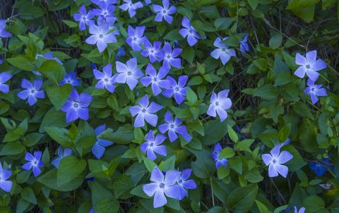 periwinkle yang lebih besar, vinca mayor