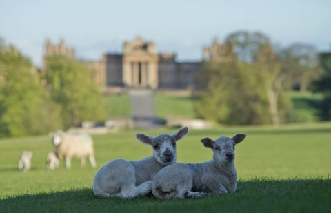 blenheim estate sedang mencari gembala