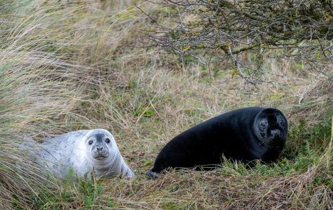 segel hitam langka ditangkap di norfolk