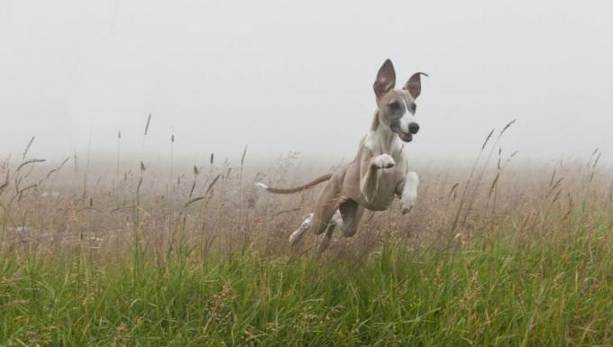 whippet