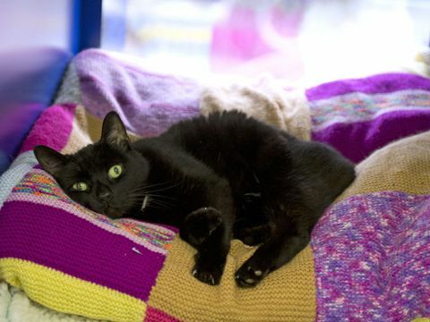 Battersea Dogs and Cats Home - merajut - Wiski - kucing hitam