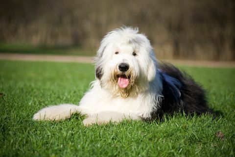 anjing bobtail berbaring dengan nyaman di rumput