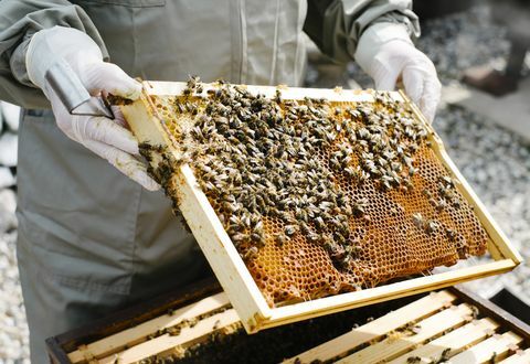 pembiakan lebah