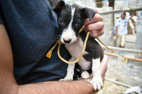 Anak anjing melihat rumput untuk pertama kalinya