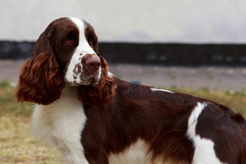 Springer Spaniel Inggris