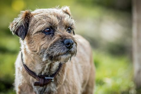 close up dari terrier perbatasan