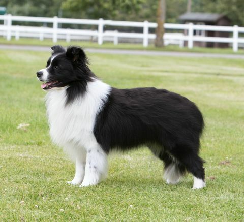 collie perbatasan