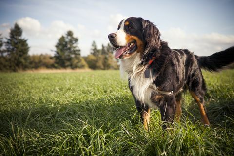 Potret seekor anjing Bernese di luar ruangan.