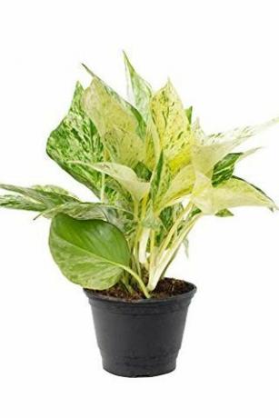 Pothos, Pot Pembibitan 4 inci